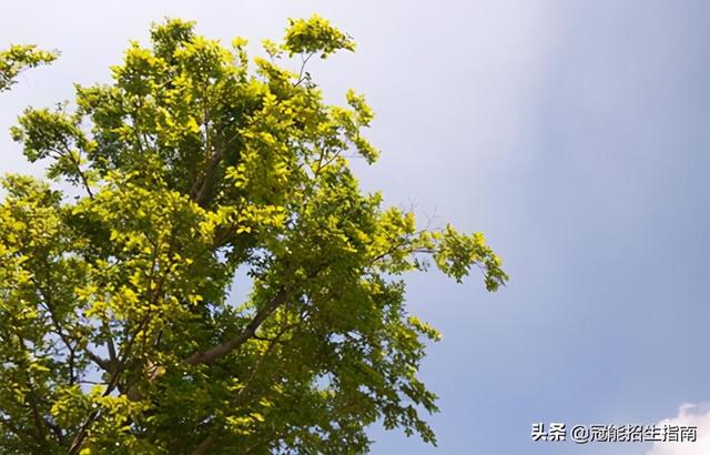 成都有幼師專業(yè)的?？拼髮W的簡單介紹